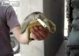 Черепаха курит! ))) 