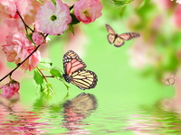 Весна и бабочки
