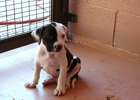 Очаровательные щеночки питбуля