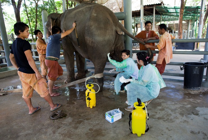 клініка для слонів