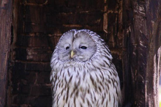 Похмельные совы