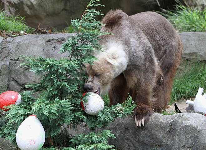 Рождество в сиднейском зоопарке