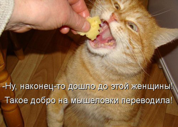 ТОП лучших котоматриц