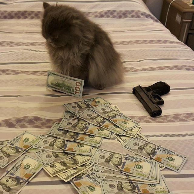 Котики, которые любят деньги