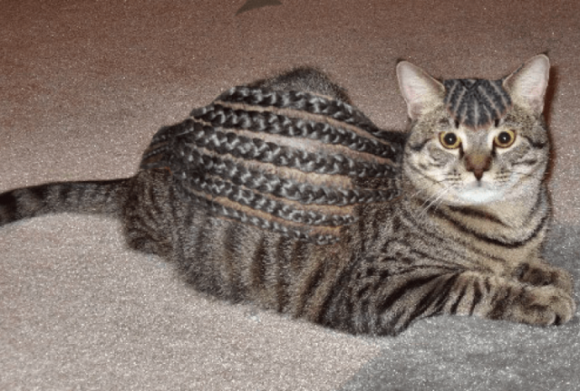 Мой хозяин - идиот