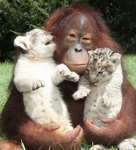 Смешные животные