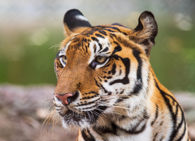 Коронавірус у тигриці: де мешканка зоопарку могла підхопити хворобу