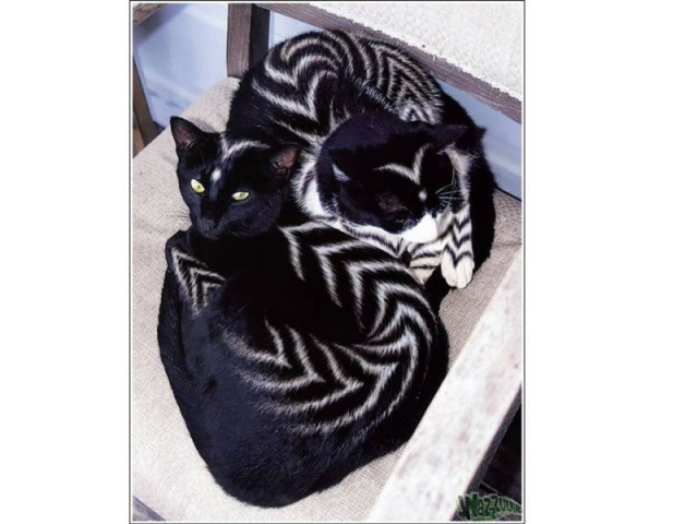 Раскрашенные коты