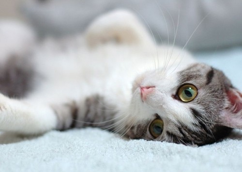 Пойми меняу