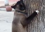 У кота обострение