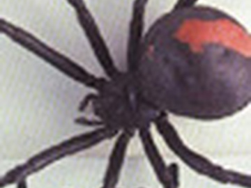 яд трех видов пауков - черная вдова