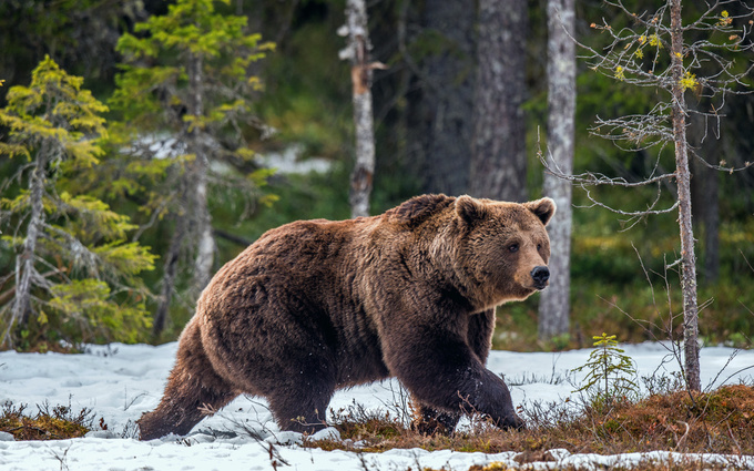 Медведь бурый (Ursus arctos)