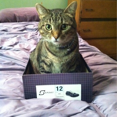 Обожатели коробок