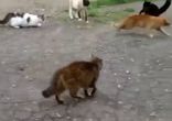 Главный пацан на деревне)!