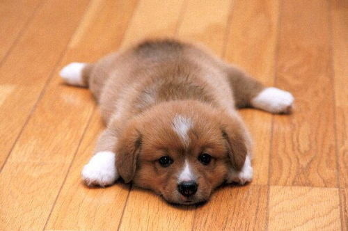 Топ няшных животных