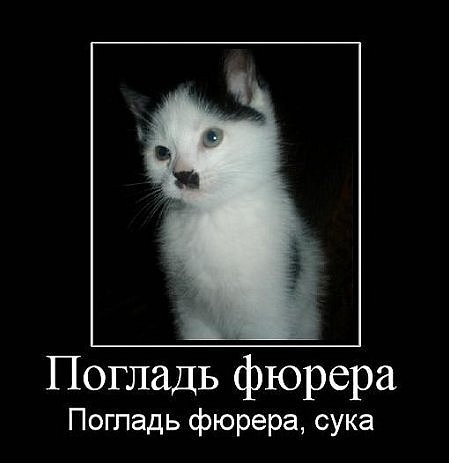 Погладь кота