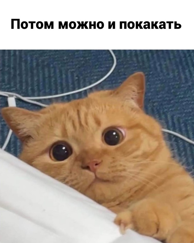 Мысли кота