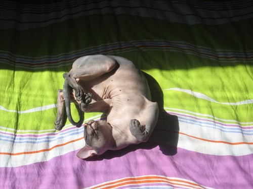 Ленивые животные