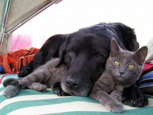 Очень милая и позитивная подборка котэ и собак