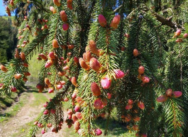 пралеса. ЮНЕСКО