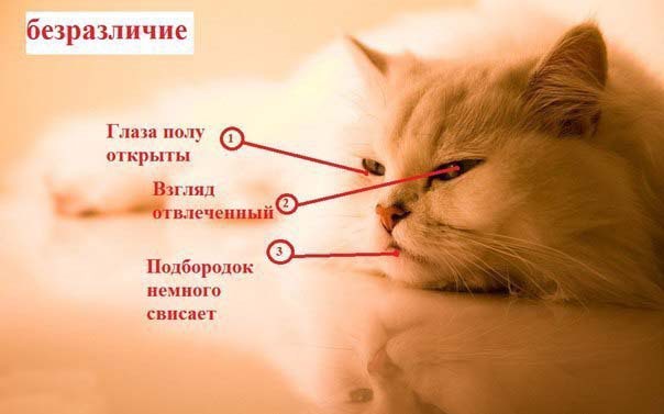 Как узнать, врет вам кошка или нет?