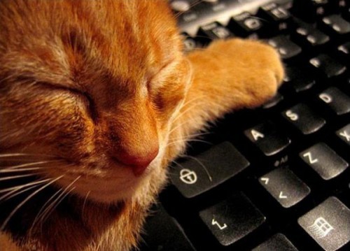 Коты и клавиатура