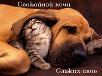 Сладких снов
