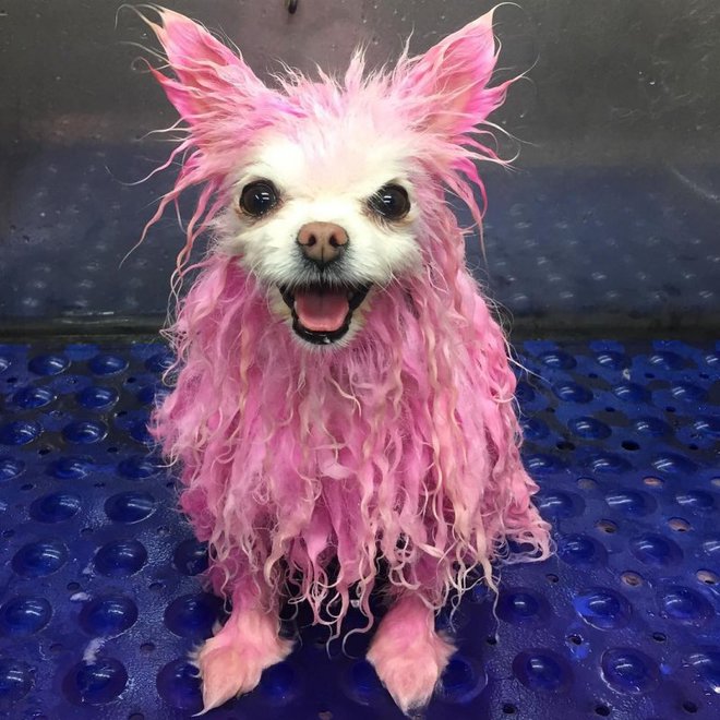 Позитивные собачки от парикмахера JessRonaGrooming