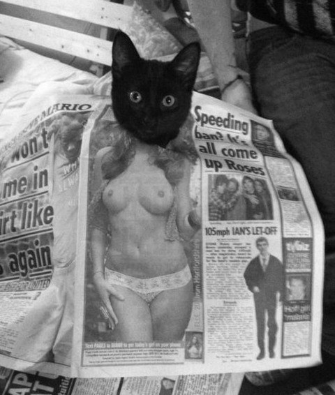 Коты и газеты. Смешные приколы))
