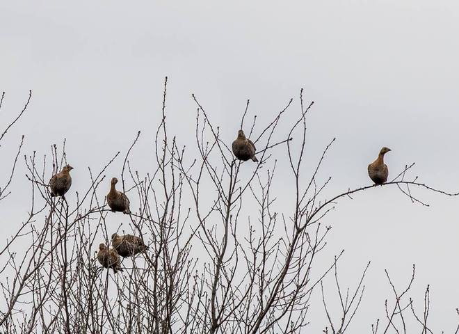 птахи в Чорнобильській зоні
