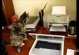 Войны котов с принтерами