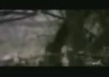 krokodil
