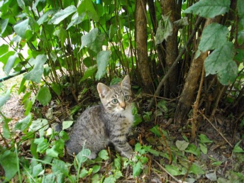 Животные из Чернобыля