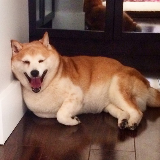Новый хит Instagram: Собака, которая смеется