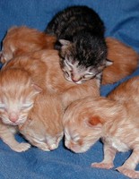 Прими роды у кошки и собаки 