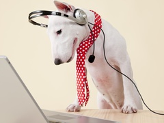 мобильный для собаки