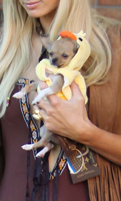 Пэрис Хилтон