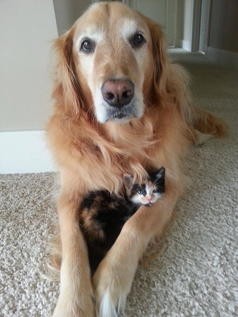 Это любовь! Нежные фото собак и котов