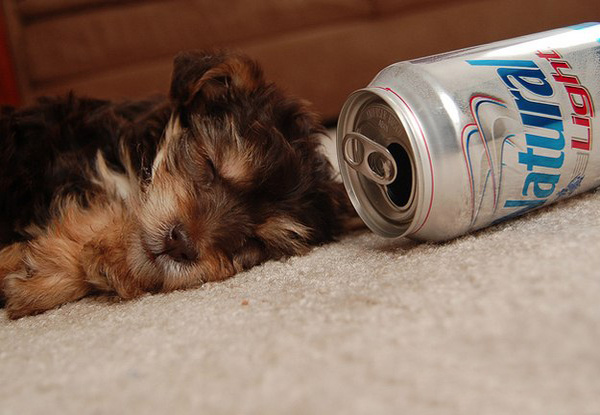 Тяжелое собачье утро