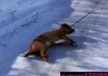 Собак та́щится от прогулки!