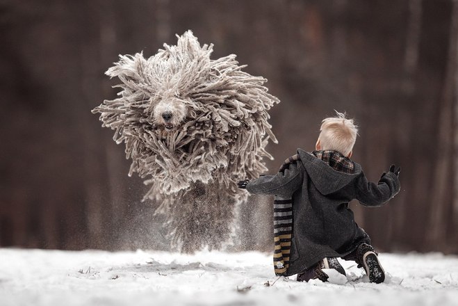 Комондор - "летающие швабры"