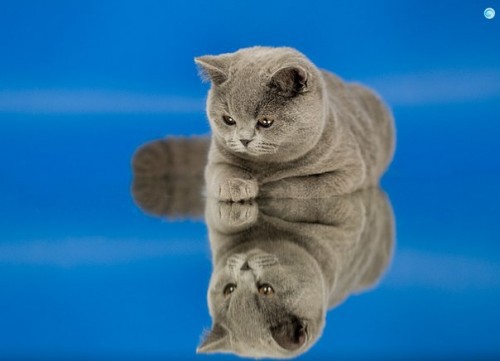 Классные приколы про котов