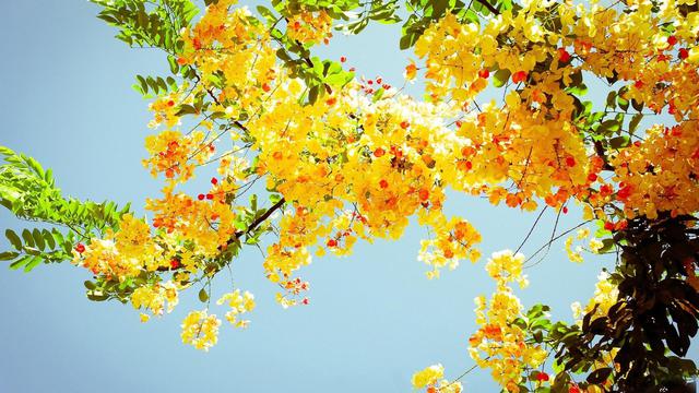 Цветущее дерево