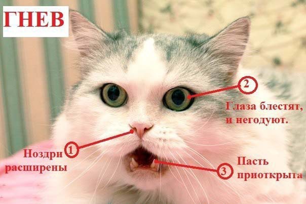 Как узнать, врет вам кошка или нет?