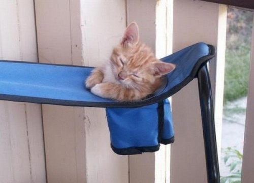 Вездесущие коты