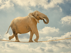 Цирк без тварин: київський суд прийняв важливе рішення