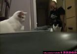 Котик наказал дорожку