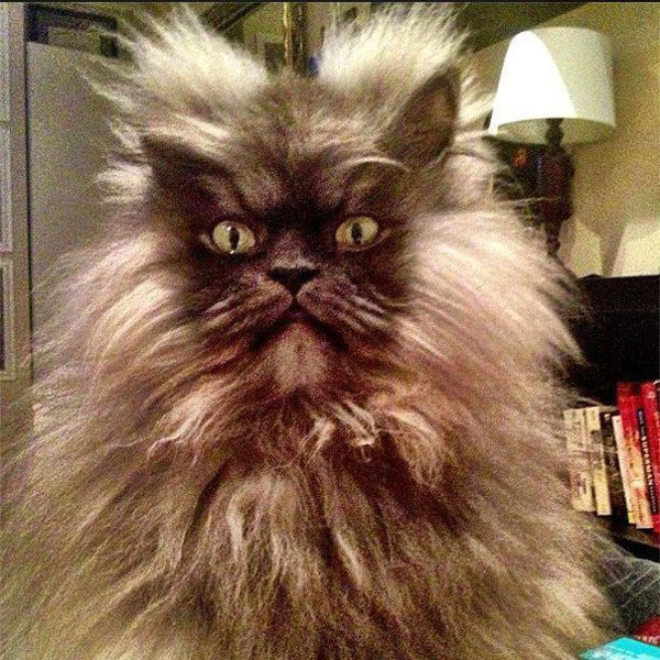 Полковник Мяу (Colonel Meow) - самый суровый в мире кот.