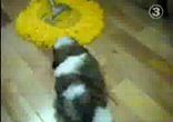 полотер
