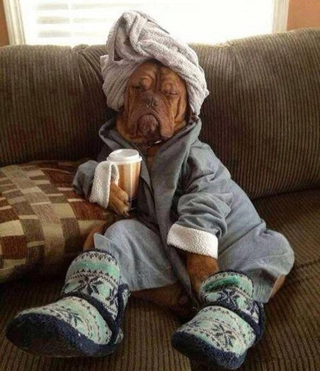 Мой хозяин - идиот!